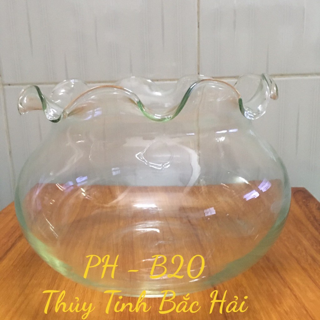 Mẫu Bèo Bầu Thủy TinhNuôi Cá - Thủy Tinh Bắc Hải