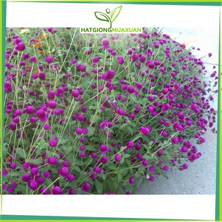 Bán buôn Hạt Giống Hoa Cúc Bách Nhật mix ( 100 hạt ) bao đẹp