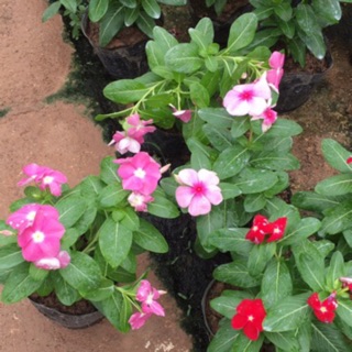 bầu cây hoa dừa cạn