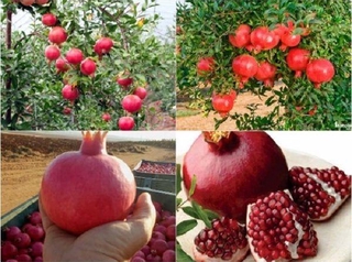 Cây Giống Lựu Đỏ Lùn - Trái lớn - Cây Ăn Quả cho ra hoa và tạo quả rất nhanh