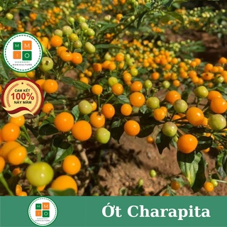 Hạt giống ớt Peru Charapita đắt nhất thế giới