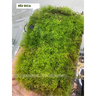 Rêu Rica Xanh