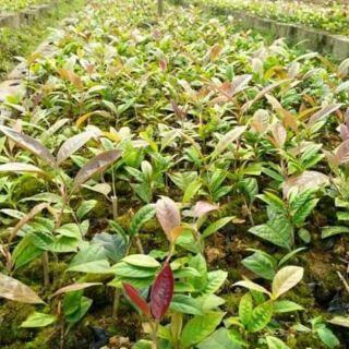 10 Cây giống Trà Hoa vàng Ba Chẽ, Quảng Ninh