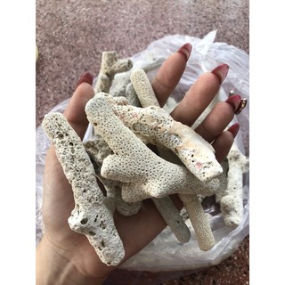 [ Vật Liệu Lọc ] San hô vụn 1kg, đá san hô trang trí bể cá , đá san hô giá rẻ