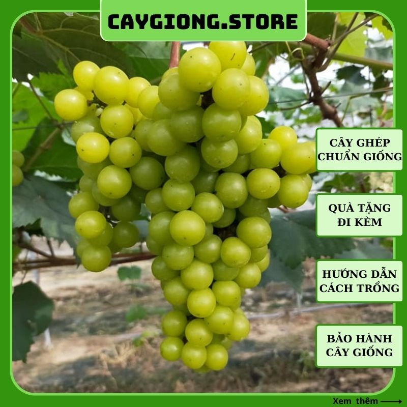 Cây nho giống Mẫu đơn không hạt sữa Nhật Bản leo giàn trồng chậu NG07