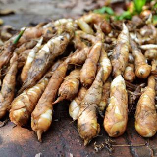 bụi cây củ bình tinh ( dong riềng, lùn dài )