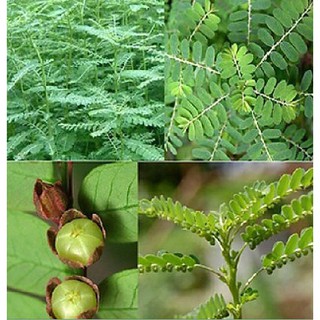 Hạt Giống Diệp Hạ Châu Đắng - ( Cây Dược Liệu - 50 hạt )