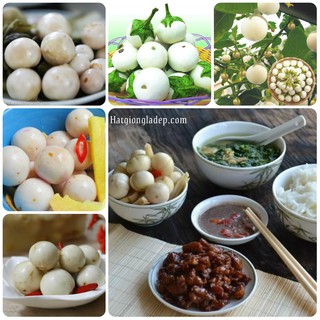 Hạt Giống Cà Pháo Trắng