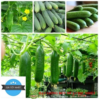 Hạt Giống Dưa Chuột Nếp Ta - 10 Hạt