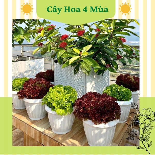Chậu nhựa tròn trồng hoa cây cảnh cực đẹp thích hợp để bàn