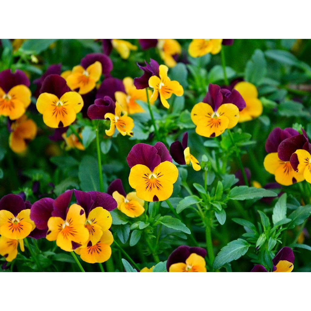 Hạt Giống Hoa Pansy Mix Nhiều Màu Gói (0.03gr)