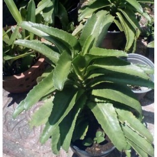 CÂY SỐNG ĐỜI LÁ DÀI ,LÁ BỎNG (CÓ BẦU ĐẤT )