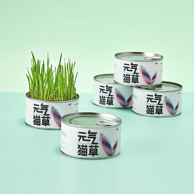 Cỏ Mèo Tươi Tự Trồng PETKIT - Catnip Nhà Trồng