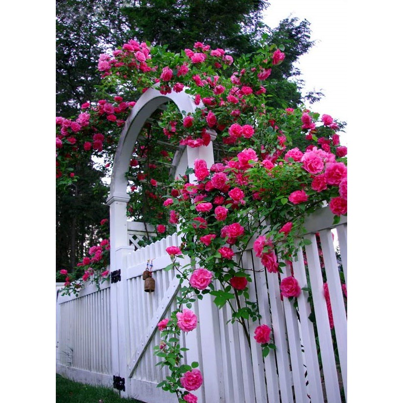 Hạt giống hoa hồng leo pháp F1 Loại mix nhiều màu dễ trồng hoa nở đẹp kháng sâu bệnh [ Gói 50gram ,100gram,200gram]