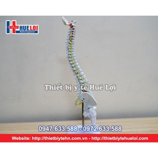 Mô hình cột sống 45cm