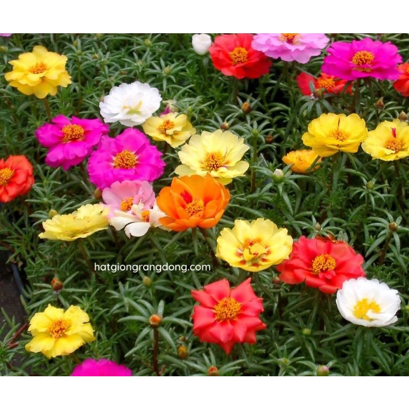 Hạt giống hoa mười giờ nhiều màu (0,03g)