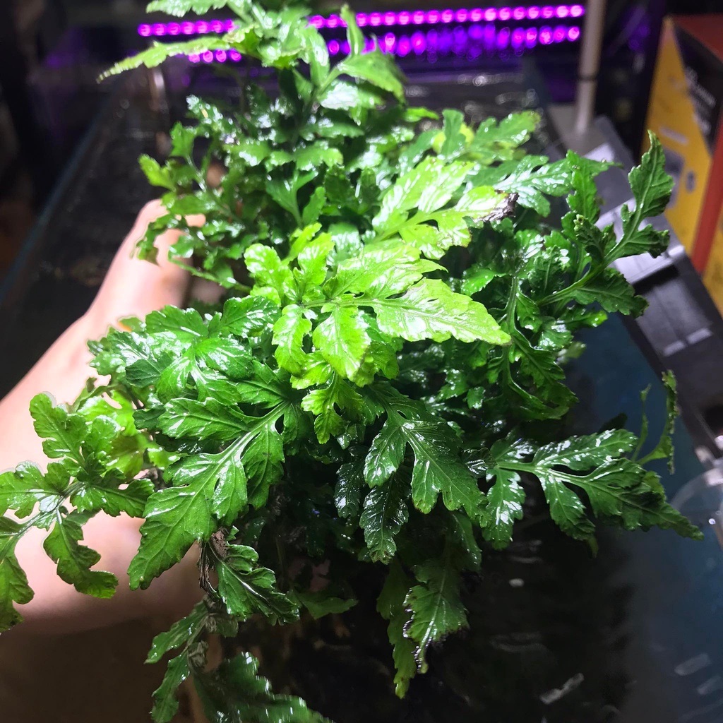 Cây Dương Xỉ Châu Phi Thủy Mộc