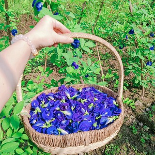 (GIÁ SỈ 1KG) TRÀ HOA ĐẬU BIẾC NHÀ TRỒNG HỮU CƠ