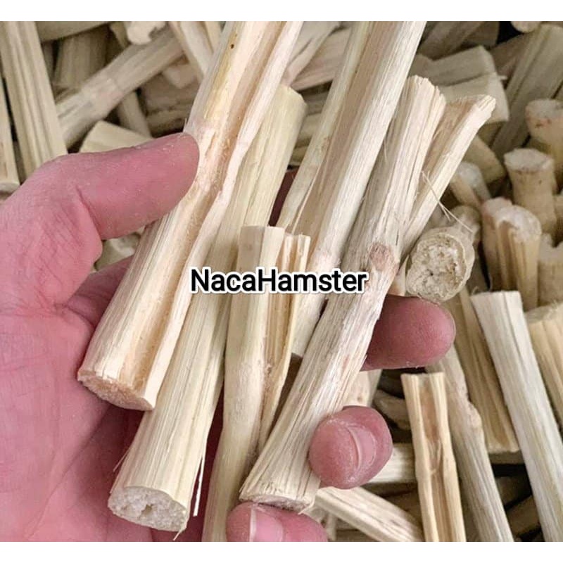 Tre ngọt mài răng hamster, chinchila, bọ ú