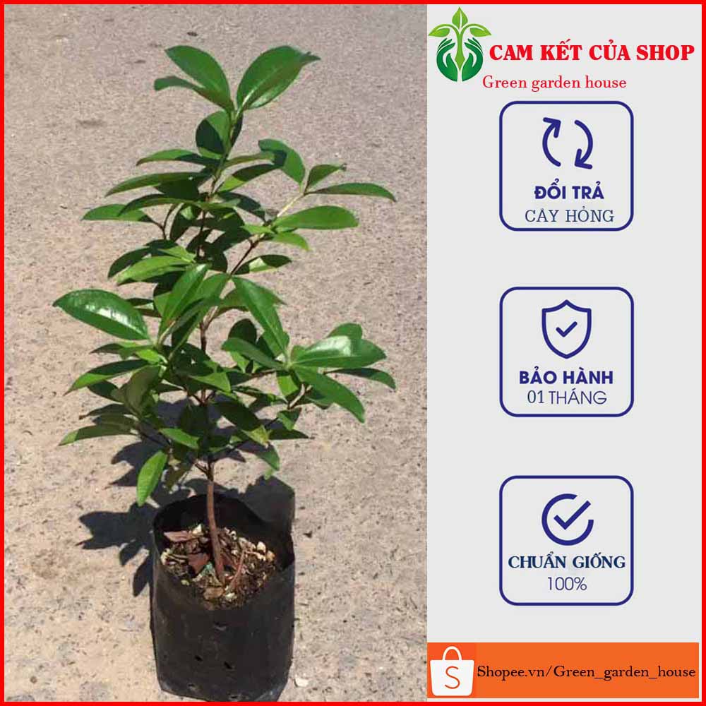 Combo 2 cây cherry Brazil nhiệt đới (anh đào Brazil) cao 60 - 80cm ( ảnh thật )