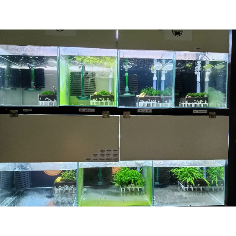 Decal Đen Dán Hồ Tép Cảnh - Cá Cảnh
