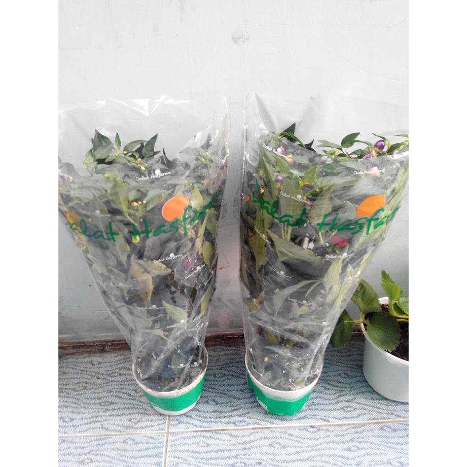 HẠT GIỐNG CÁC LOẠI ỚT - 1 Gói
