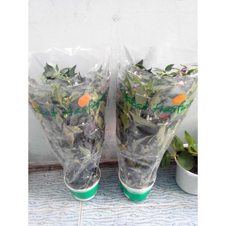 HẠT GIỐNG CÁC LOẠI ỚT - 1 Gói
