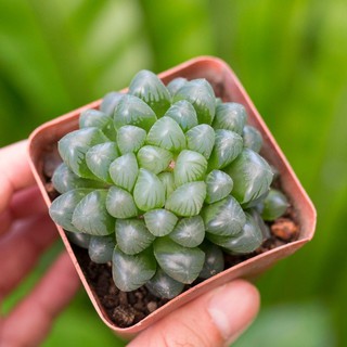 Sen đá kim cương cooperi 3-4cm
