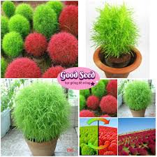 Hạt Giống Cỏ Đổi Màu F1 Loại Siêu Dễ Trồng, Hoa Nở Đẹp-Tổng kho hạt giống giá rẻ