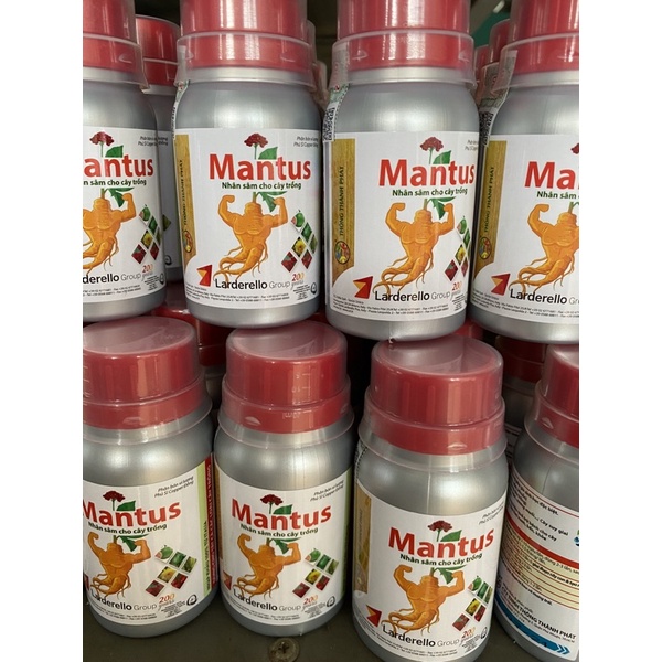 Mantus nhân sâm cây trồng