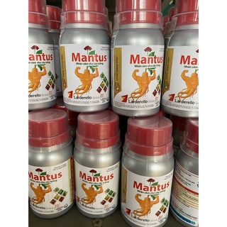 Mantus nhân sâm cây trồng