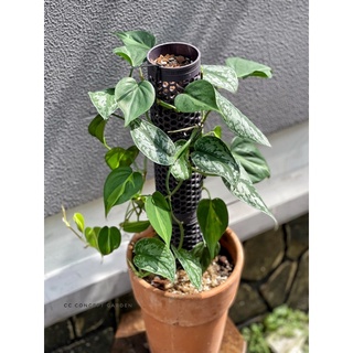 Set Trầu Bà Mix nhiều loại & Chậu Decor