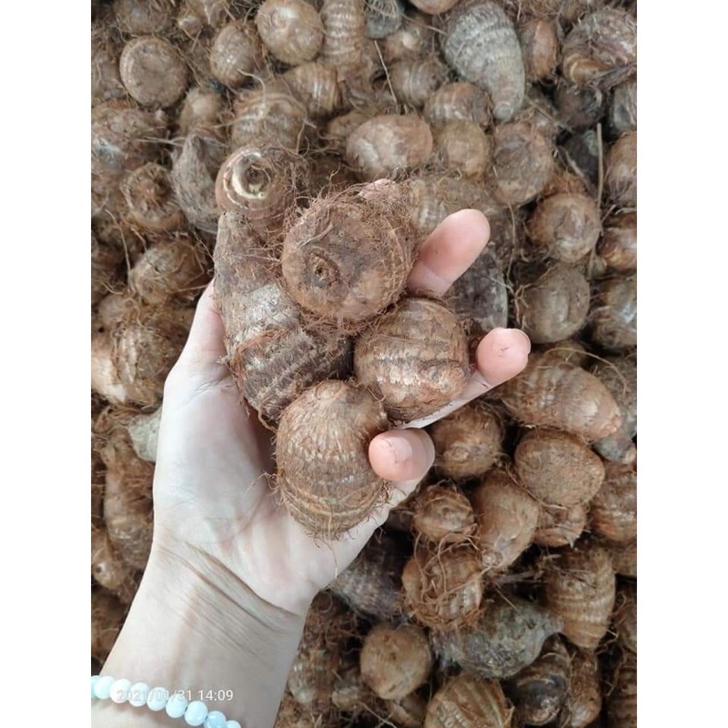 2 kg khoai sọ - khoai trứng tươi ngon hàng chất lượng