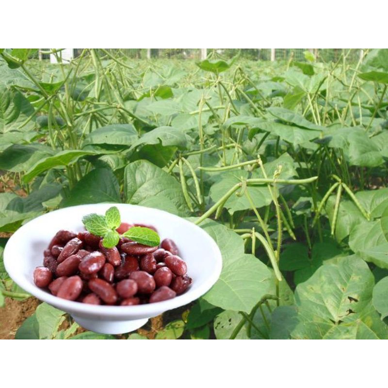[Tri ân giá tốt] 1kg bột đậu đỏ Thái Bình nguyên chất 100%