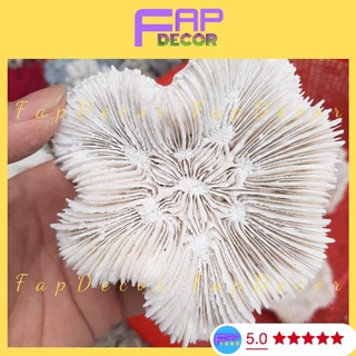Cục Bông San Hô Hải Quỳ Hình Hoa Trang Trí Thủy Sinh, Bể Cá, Trang Trí Kệ Tủ Nhà Cửa - FapFood