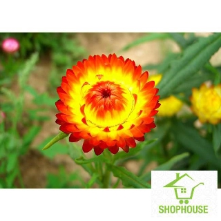 shophouse Gói 100 Hạt giống hoa cúc bất tử  SHOP HOUSE  TẾT KHUYẾN MẠI