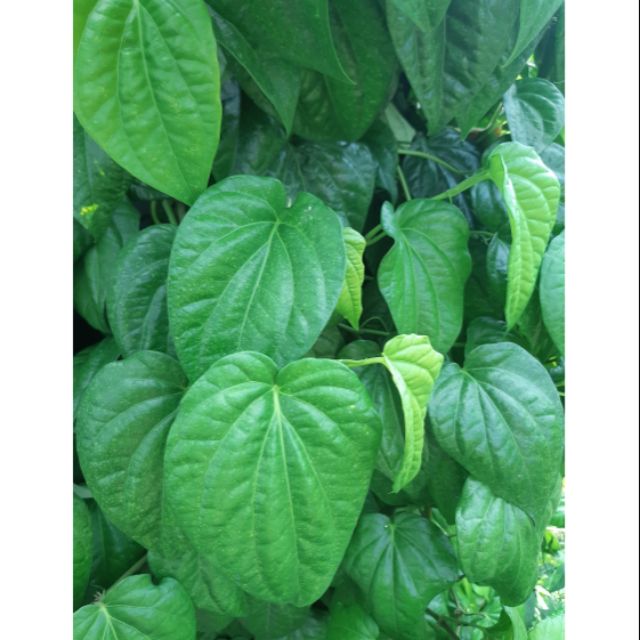 500g LÁ TRẦU KHÔNG TƯƠI NHÀ TRỒNG 💯 ORGANIC