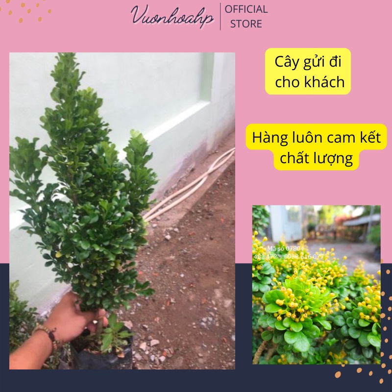 Cây hoa ngâu hoa vàng bụi to cao 50cm, dùng làm trà hoa ngâu, cây trang trí sân vườn, ảnh thật, lỗi 1 đổi 1