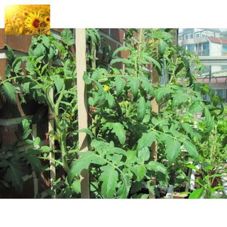 Hạt Giống Cà Chua Tím (30 Hạt)