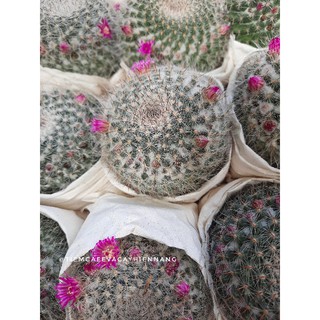 Xương rồng bánh sinh nhật