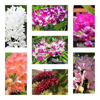 ĐAI CHÂU NGỌC ĐIỂM NĂM 3