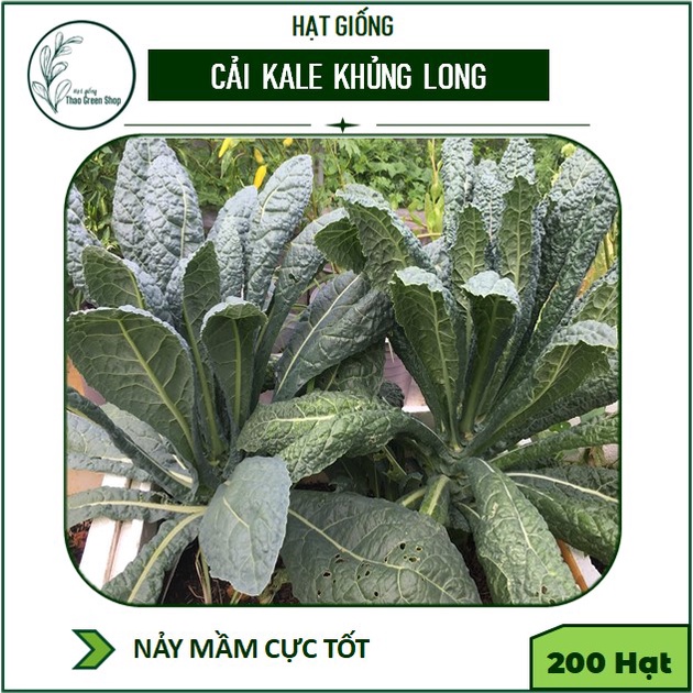 Hạt giống cải Kale Laci Ý - Kale Khủng Long