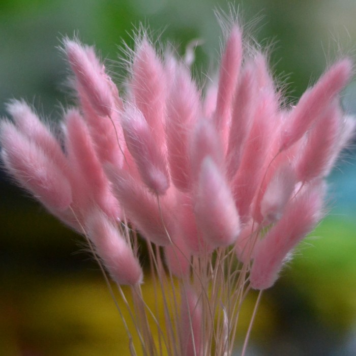 100 Hạt giống hoa Cỏ Đuôi Thỏ (hoa Trắng, phơi khô, nhuộm màu rất đẹp)