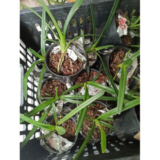 Hoa lan kiếm Phan Trí ( Size Nhỡ )