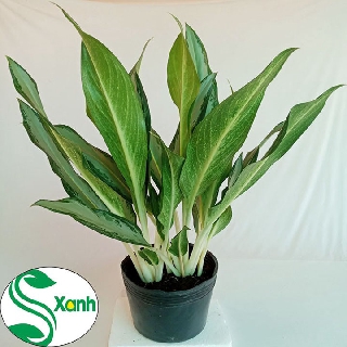 Cây Giữ Tiền, cây Nội Thất Trong Nhà