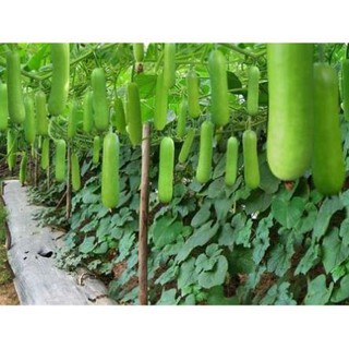 Hạt giống cây bầu sao quả ngắn