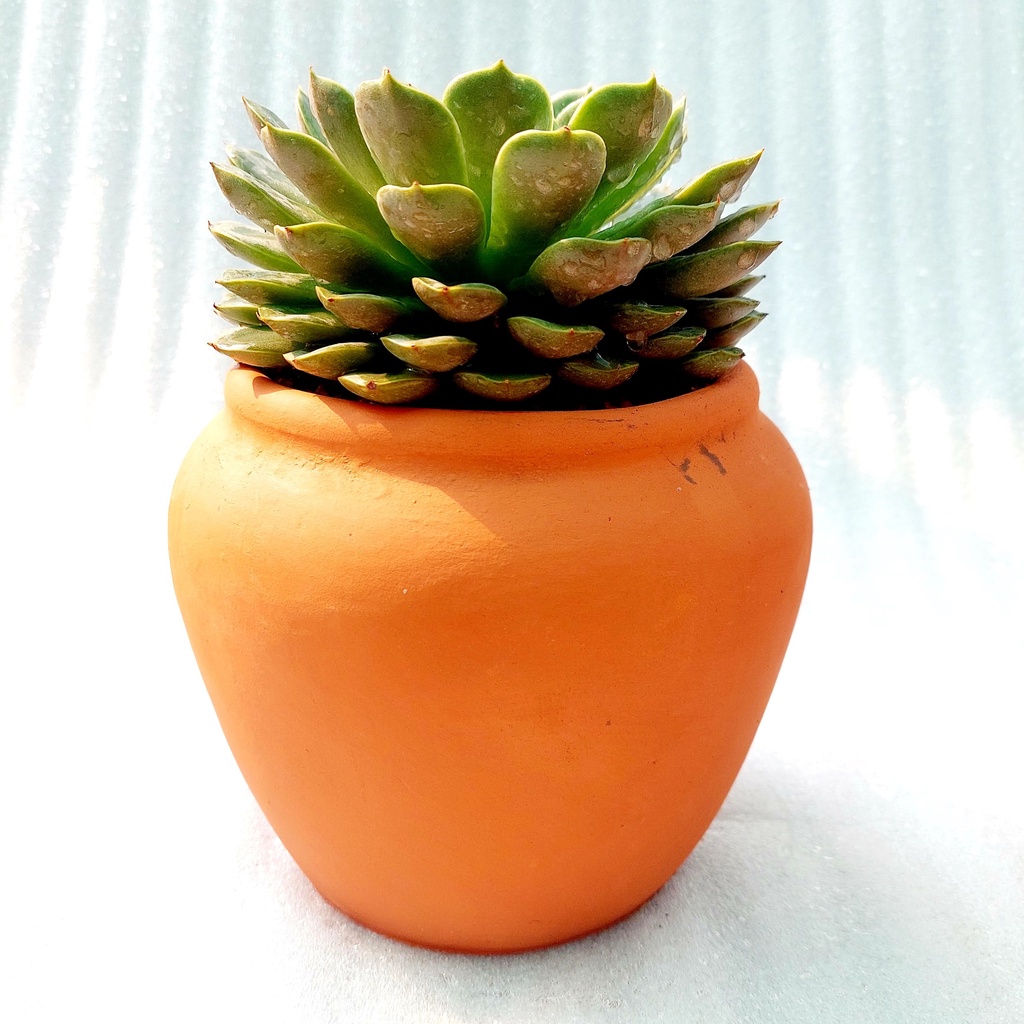 Chậu đất nung, Chậu sen đá - Chum lùn, đường kính miệng 14cm, chiều cao 15cm