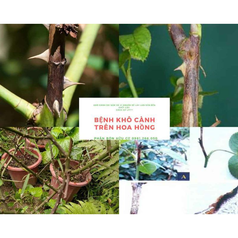 DR GREEN THUỐC SINH HỌC CAO CẤP TRỊ NẤM ĐỐM ĐEN, VÀNG LÁ, ĐEN THÂN