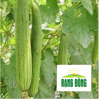 1g Hạt Giống Mướp Hương (Luffa cylindrica)  LUYKYSEEDVN