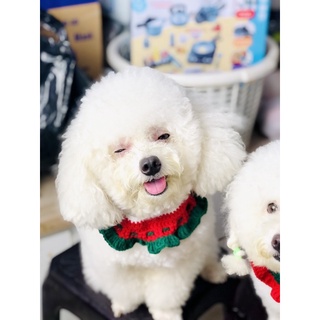 Handmade pet fashion ( mũ- khăn bằng len cho thú cưng )